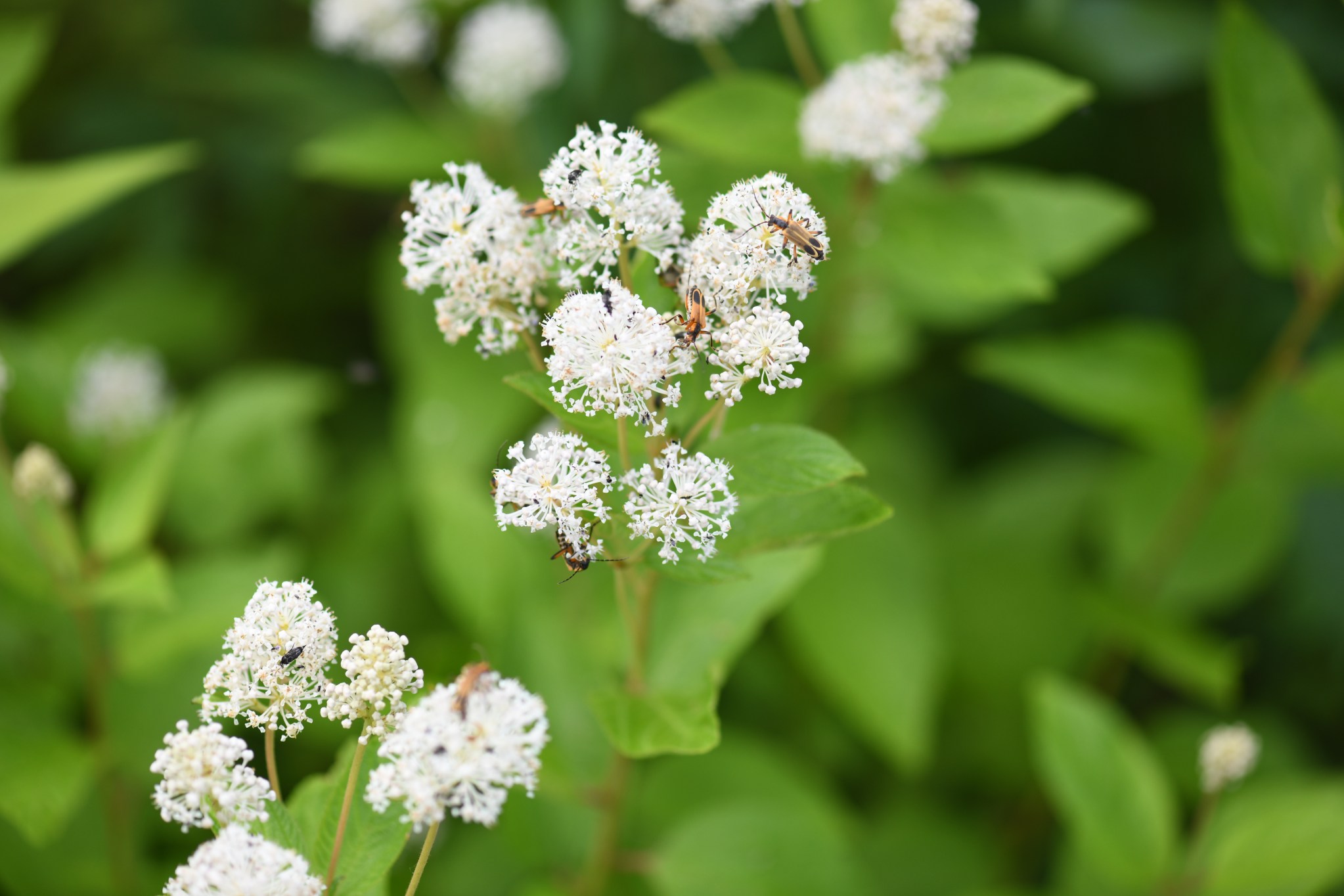 Plant Profile: New Jersey Tea (Ceanothus americanus) – Southeastern ...