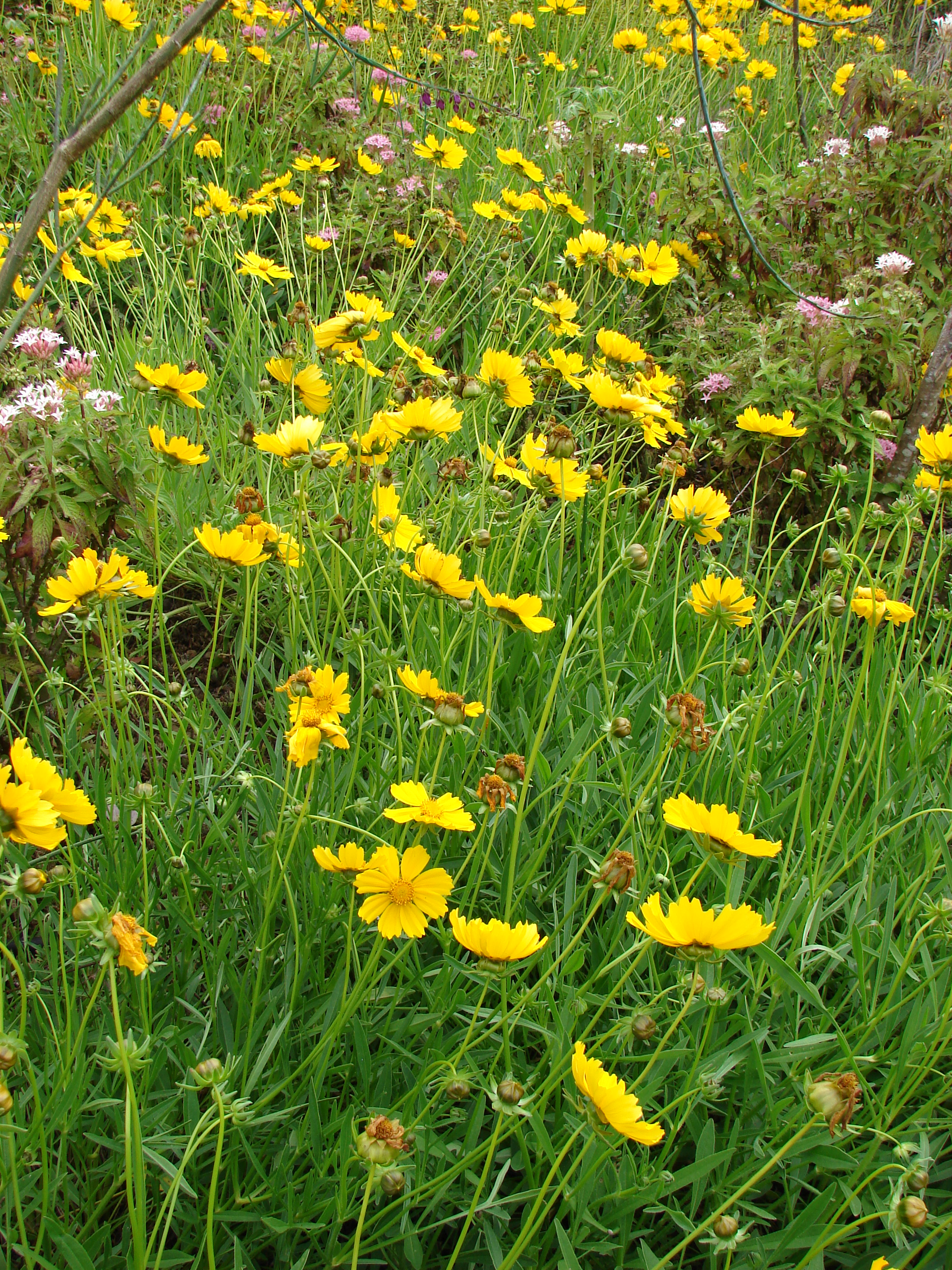 Plant Profile: Lanceleaf Coreopsis (Coreopsis lanceolata ...