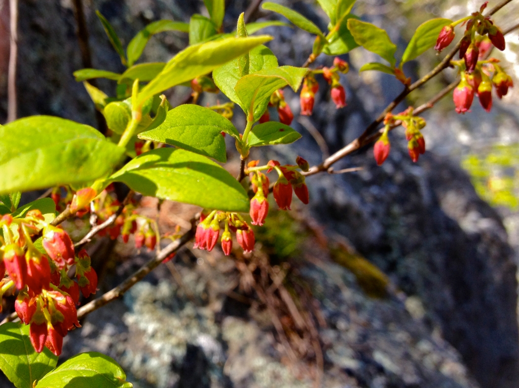 A photo of the blooms on gaylussacia baccata, black huckleberry, which are a red/pink color and urn-shaped.