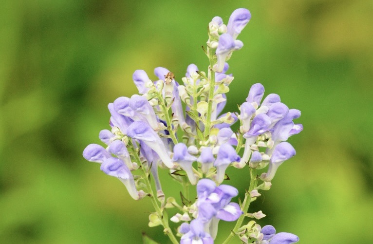 Plant Profile: Downy Skullcap (Scutellaria incana)