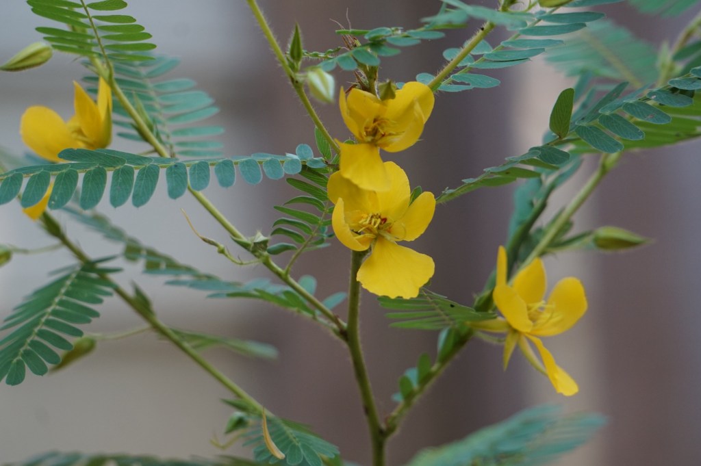 Plant Profile: Partridge Pea (Chamaecrista fasciculata)